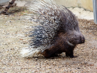 Crested porcupine - De Zonnegloed - Animal park - Animal refuge centre 